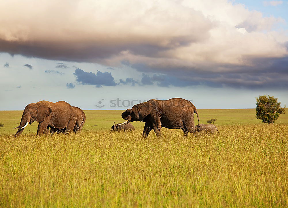 security Baby elefant