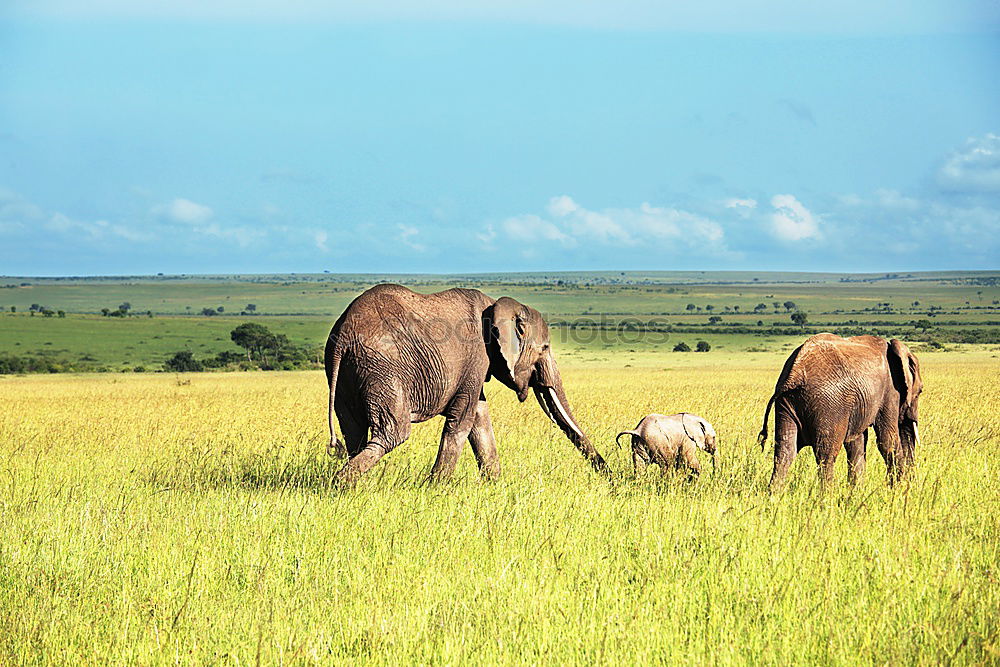 Similar – Image, Stock Photo Two elephants in the savannah of Samburu Park in central Kenya