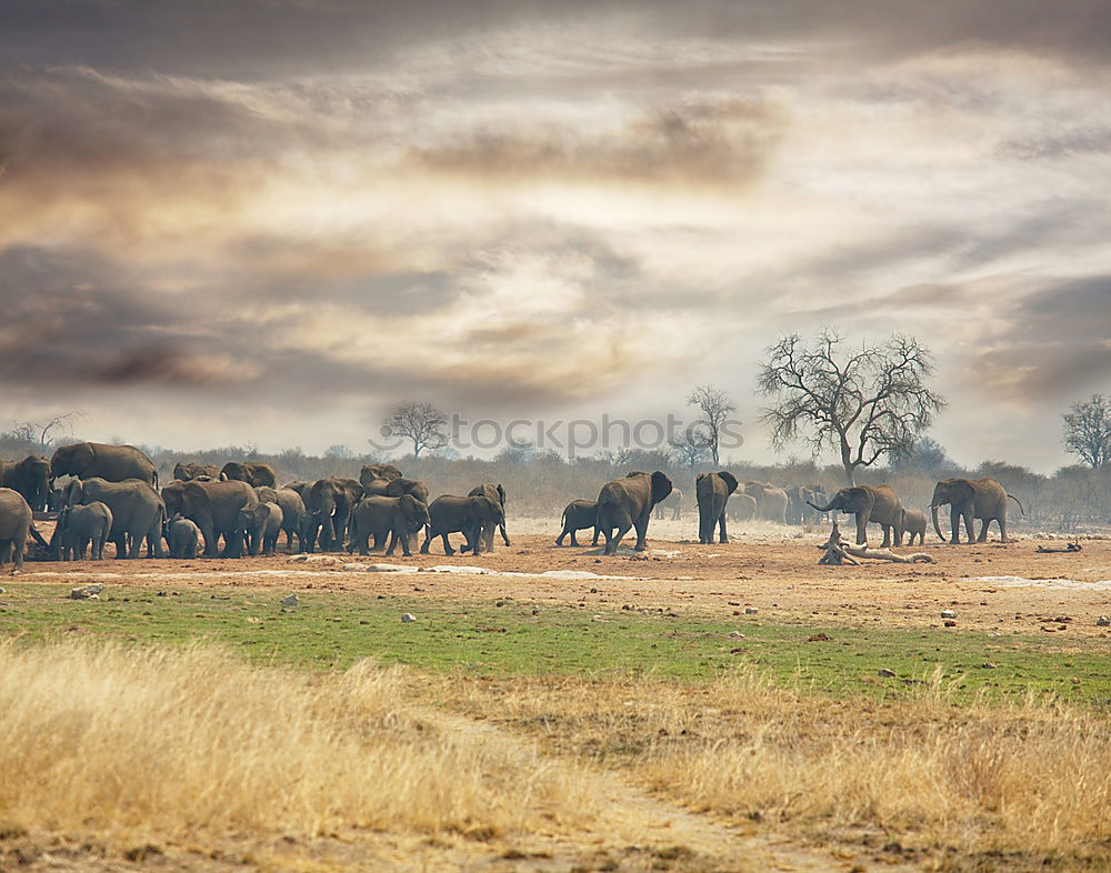 Similar – Image, Stock Photo Aerial Drone View Of Sheep Herd Feeding On Grass