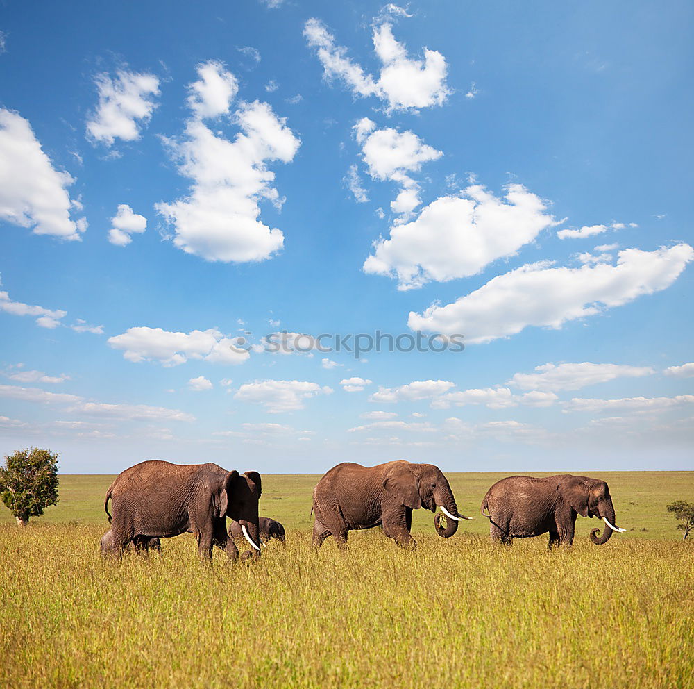 Similar – Image, Stock Photo Herd elephants in the savannah of Samburu Park