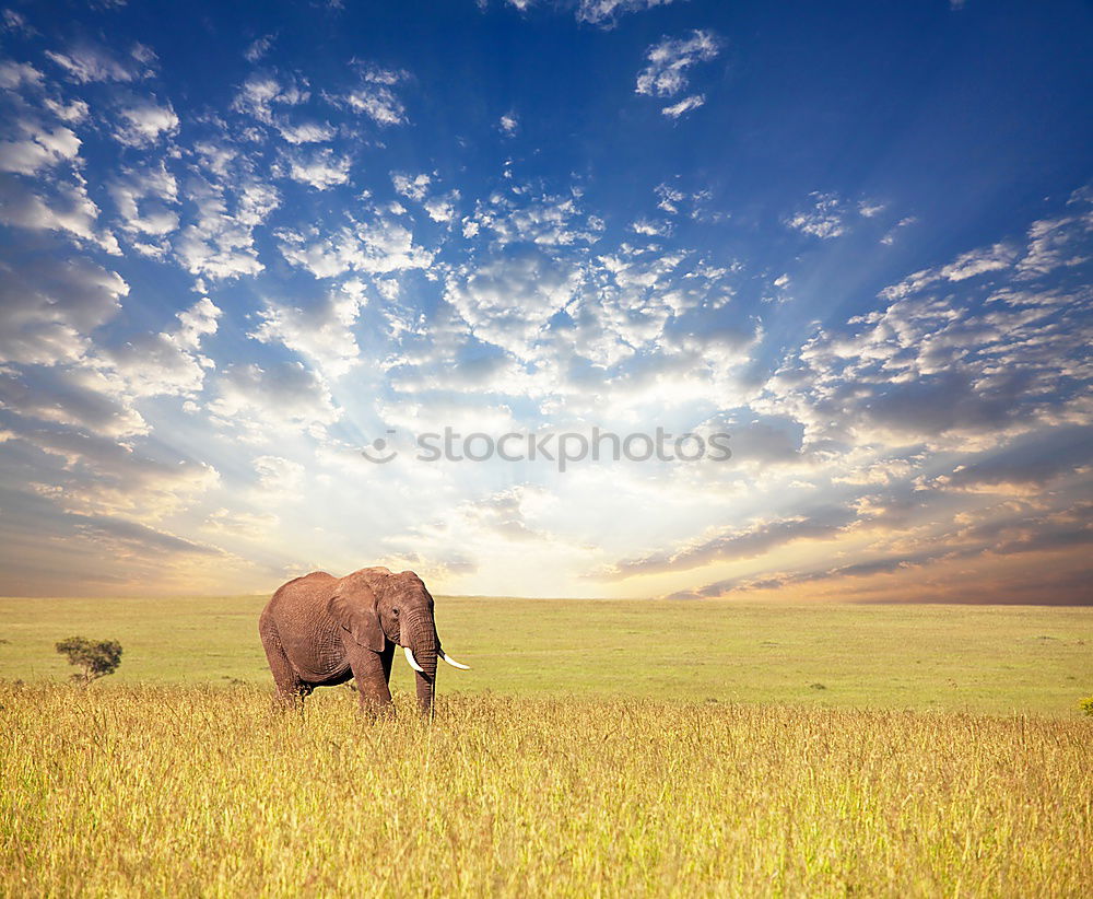 Similar – Image, Stock Photo Kenya’s diversity