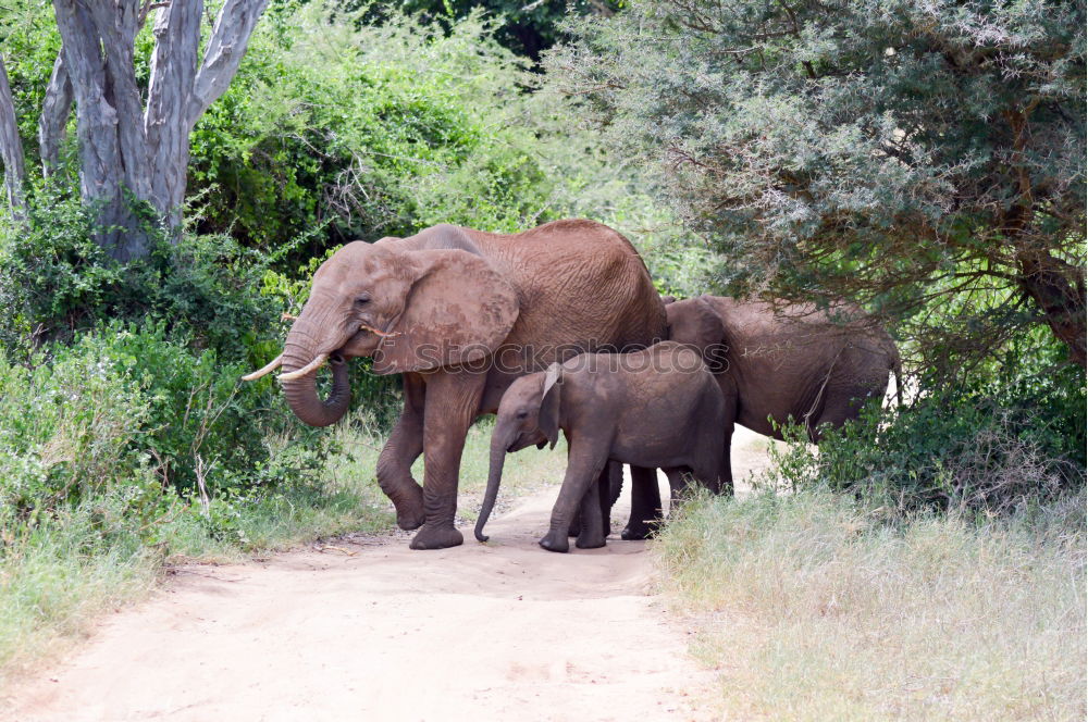 Similar – Image, Stock Photo # 844 Elephant Colossus