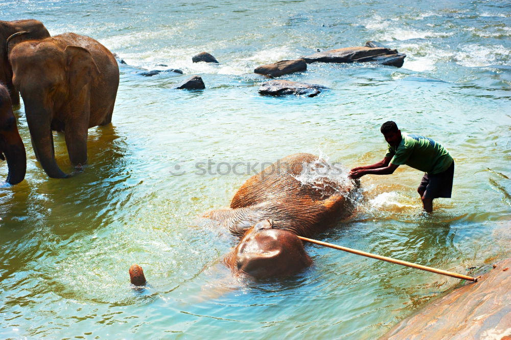 Similar – Wasserfant Freude