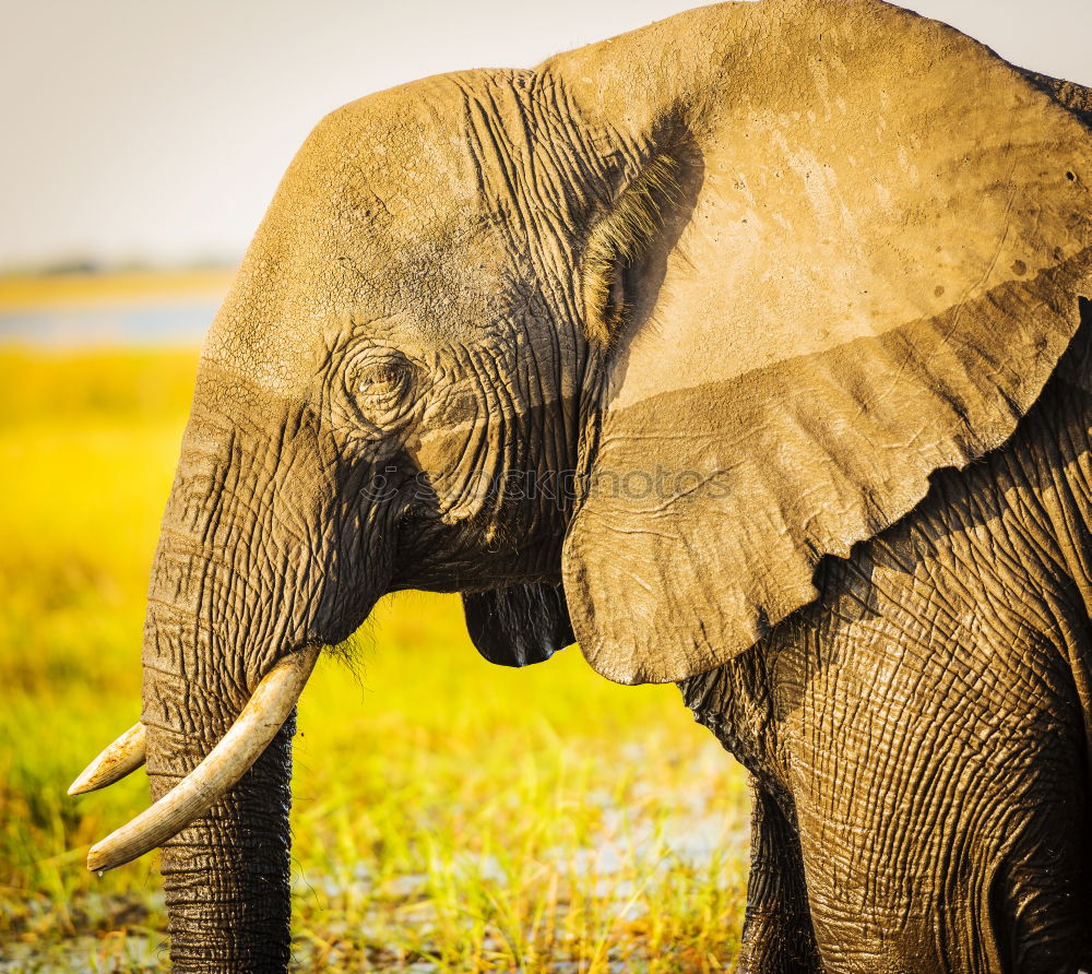 Similar – Image, Stock Photo elephants Animal