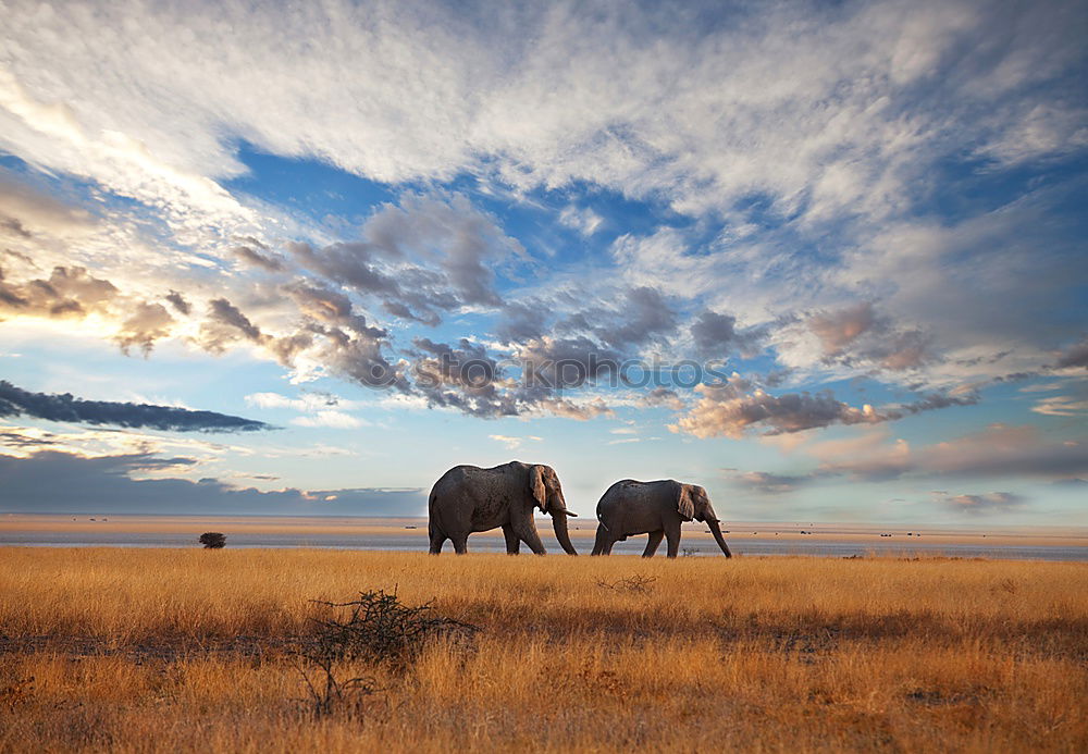 Similar – Landscape of horses on the grasslands