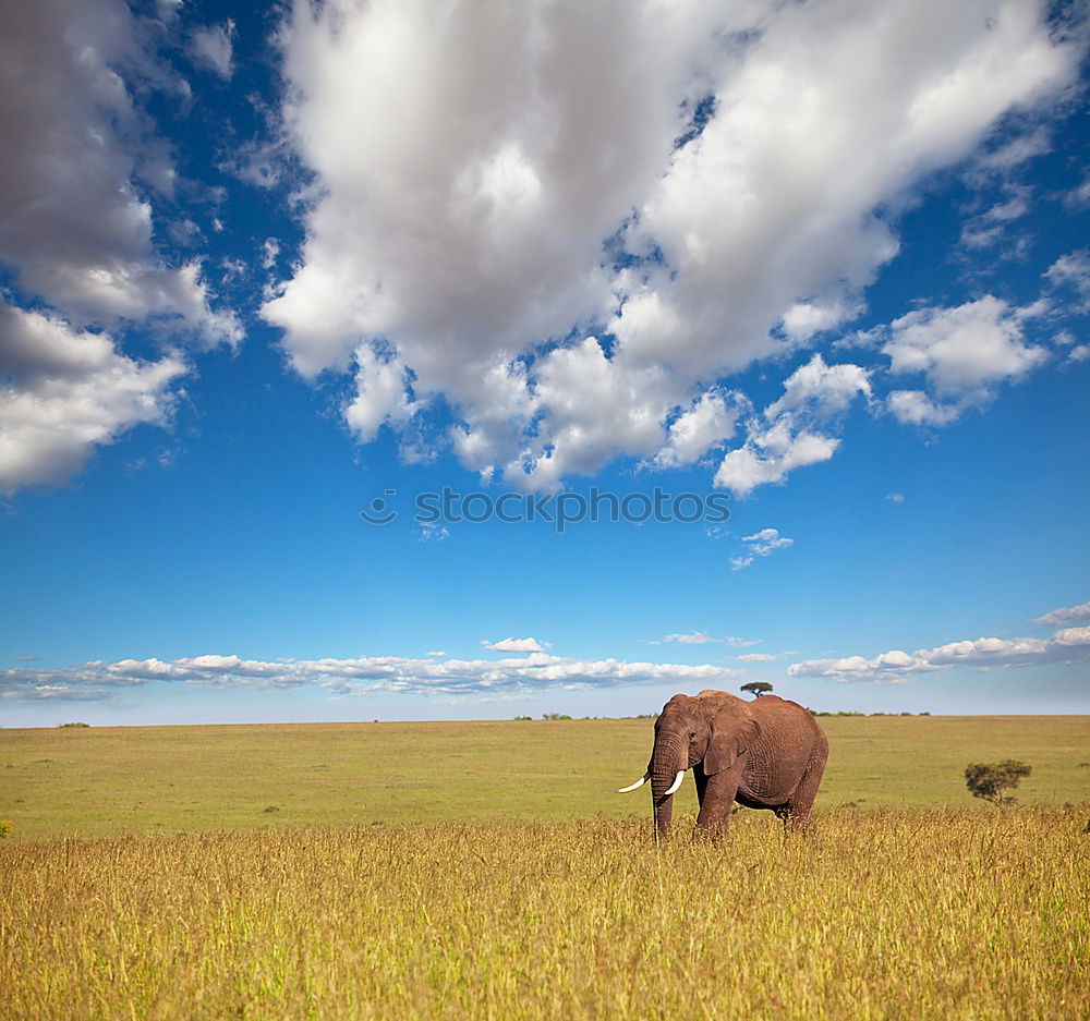 Similar – Image, Stock Photo Kenya’s diversity