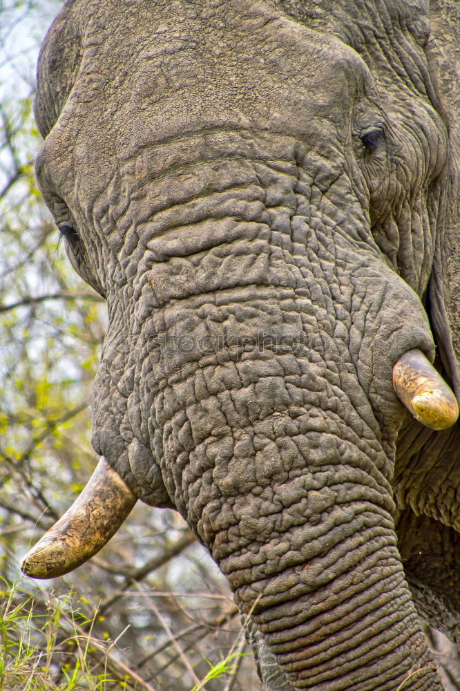 Similar – Image, Stock Photo Elephant in Kruger National Park