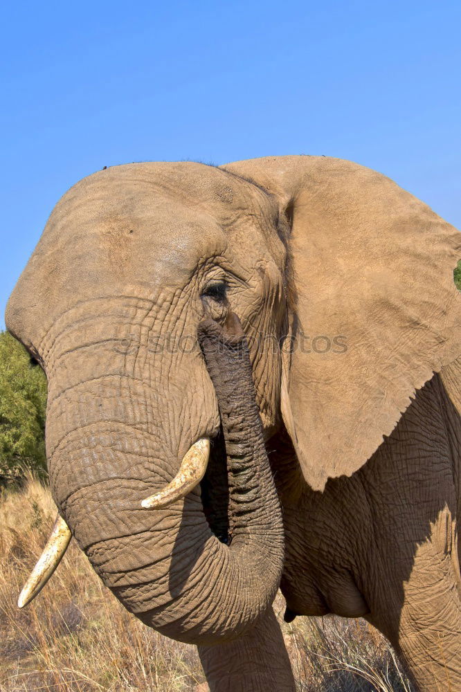 Similar – Image, Stock Photo elephants Animal