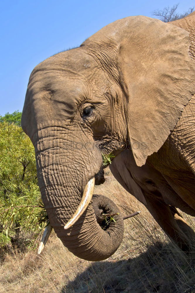 Image, Stock Photo Elephant in the addo elephant national park