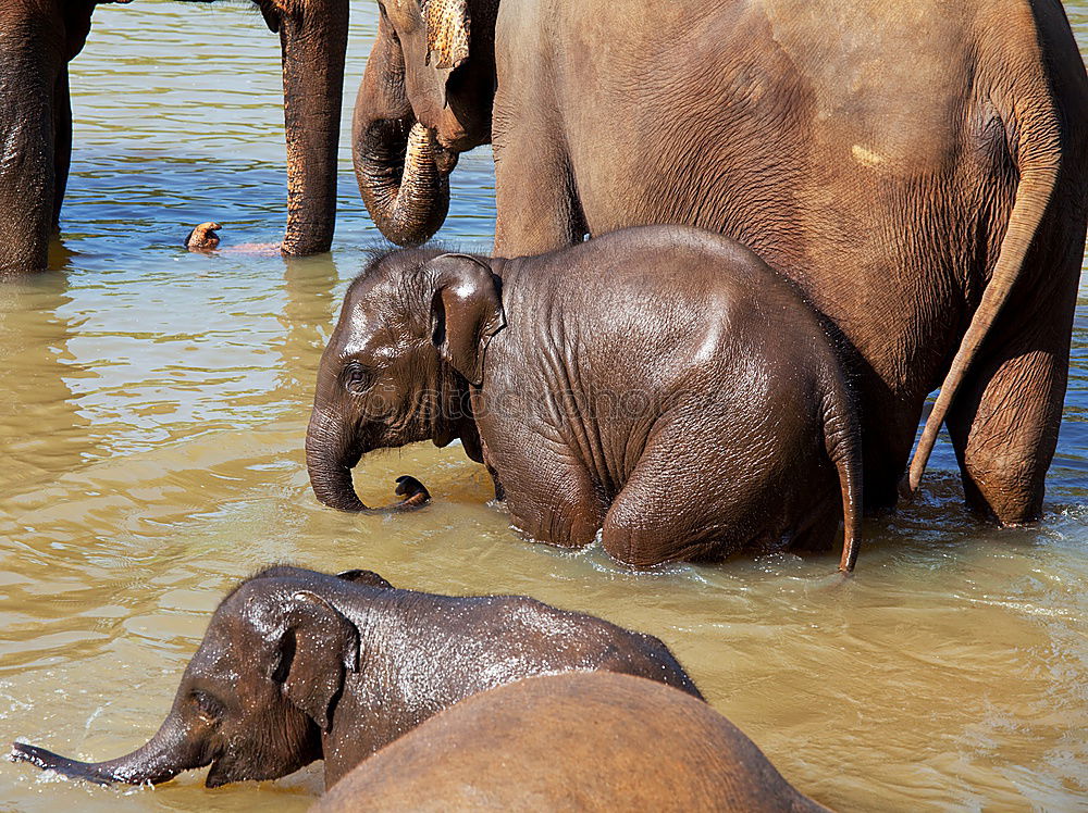 Similar – Foto Bild Elefanten Afrika Wasser