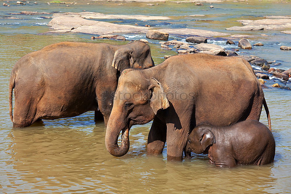 Similar – Foto Bild Elefanten Afrika Wasser