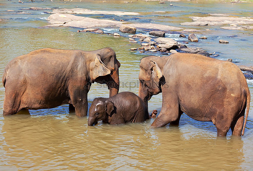 Similar – Foto Bild Elefanten Afrika Wasser