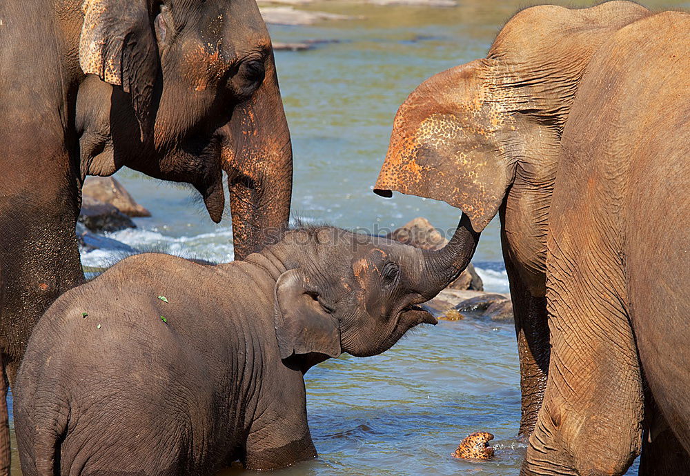 Similar – Foto Bild Elefanten Afrika Wasser