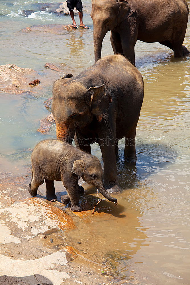 Foto Bild Elefanten Afrika Wasser