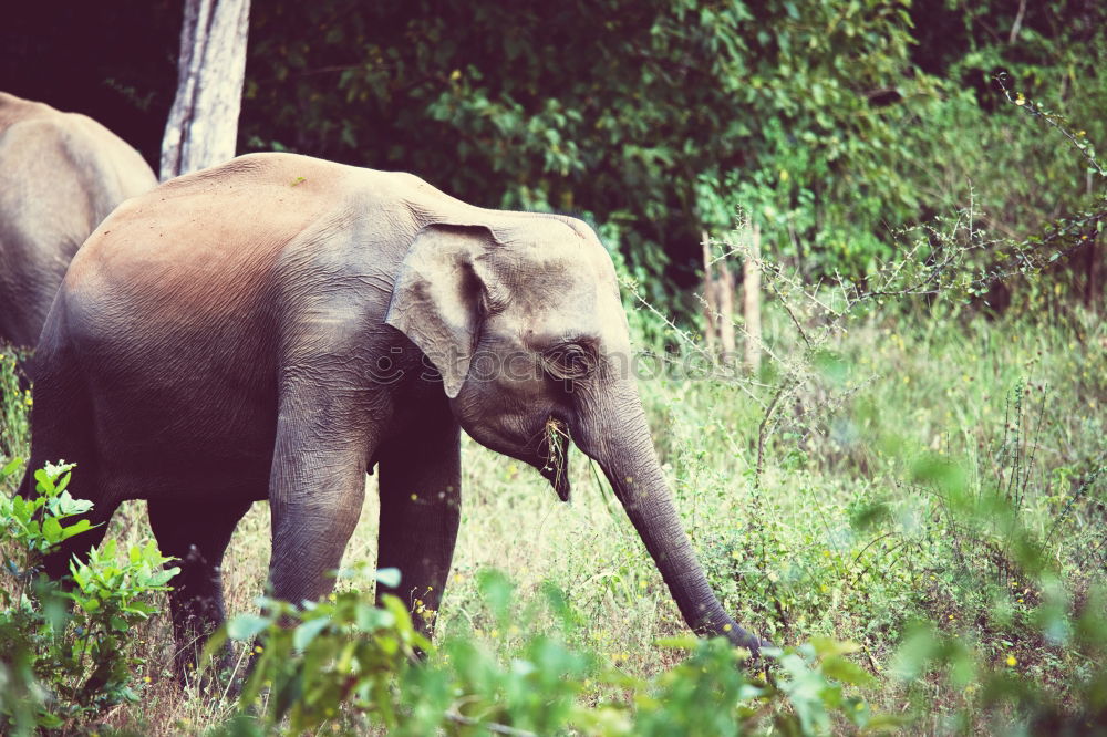 Similar – Foto Bild eli park Zoo Tier Elefant