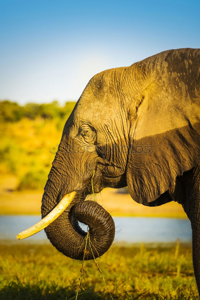 Similar – Image, Stock Photo # 842 Elephant Colossus