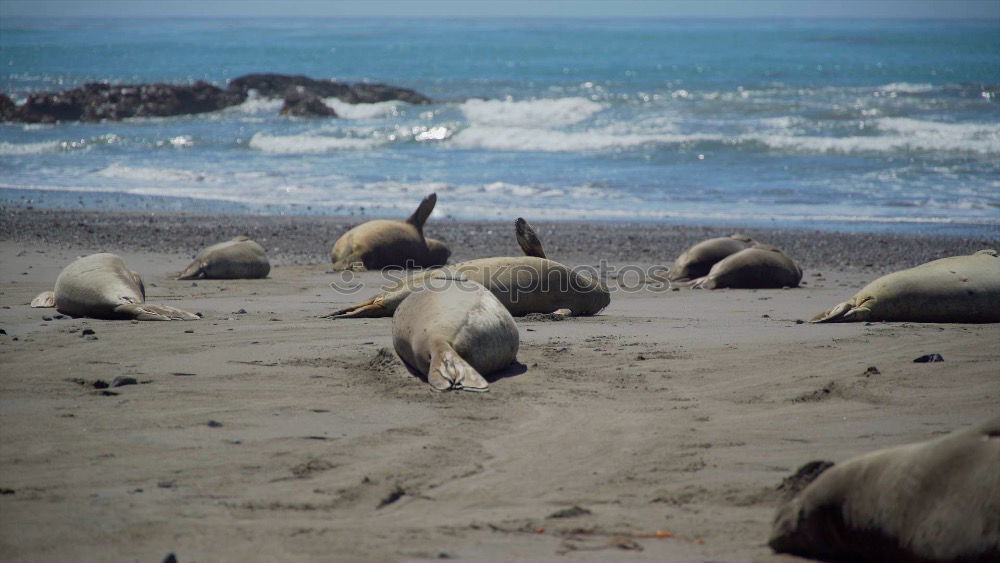 Similar – Cheeky seal Animal