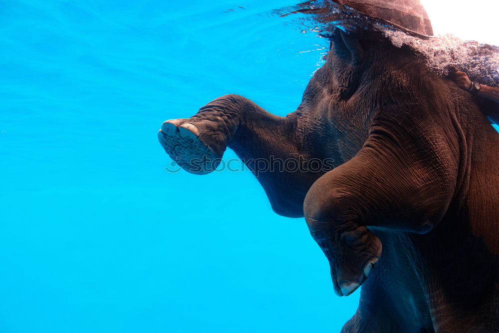 Similar – Image, Stock Photo water flounce Joy