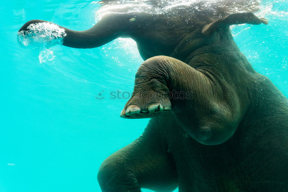 Similar – Image, Stock Photo water flounce Joy