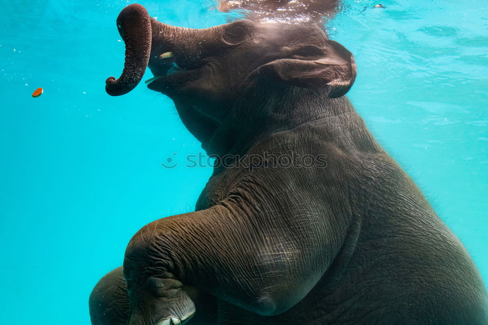 Similar – Image, Stock Photo polar bear Polar Bear