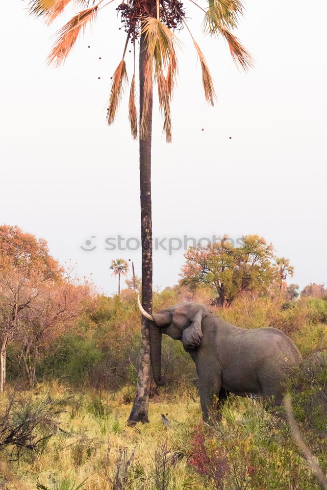 Similar – Image, Stock Photo listen to the elephant’s ass
