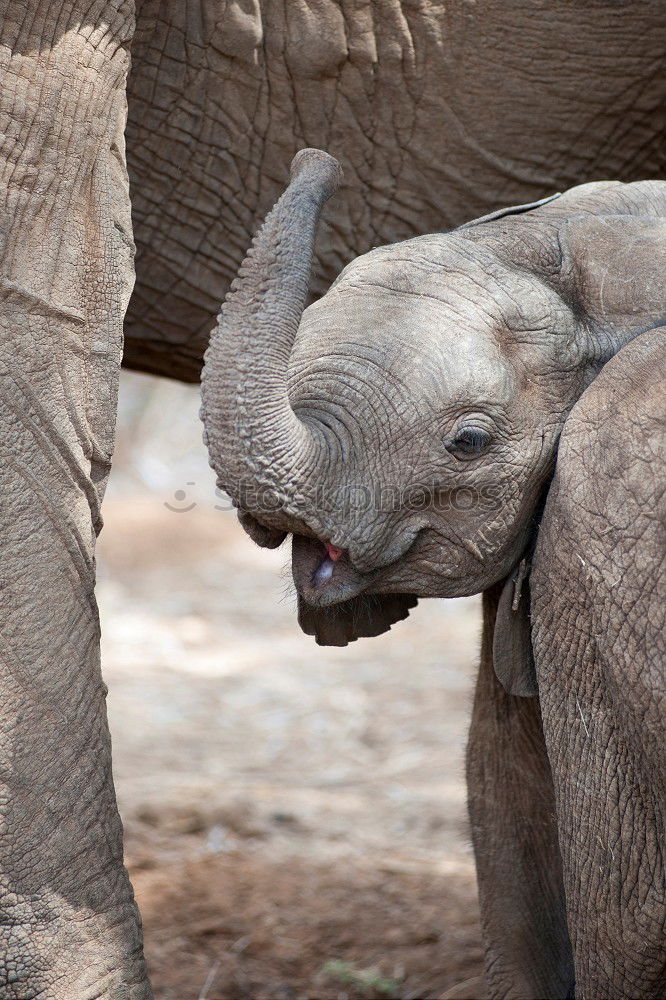 Similar – Image, Stock Photo Asian elephants Elephant