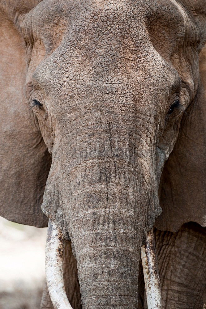 Similar – Image, Stock Photo Asian elephant Elephant