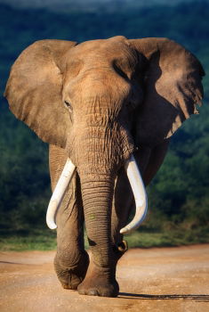 Similar – Image, Stock Photo # 842 Elephant Colossus