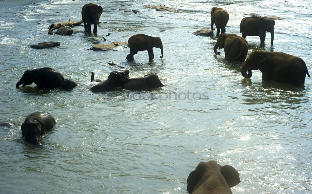 Similar – Image, Stock Photo Many in the Gobi Mongolia