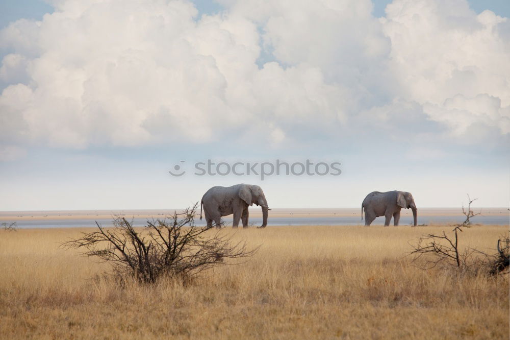 Similar – Ngorongoro Crater Safari Africa