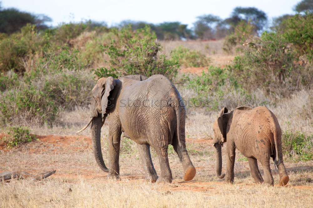 Similar – Image, Stock Photo # 844 Elephant Colossus