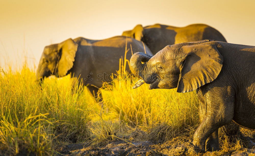 Similar – Image, Stock Photo Rhino 4 Vacation & Travel