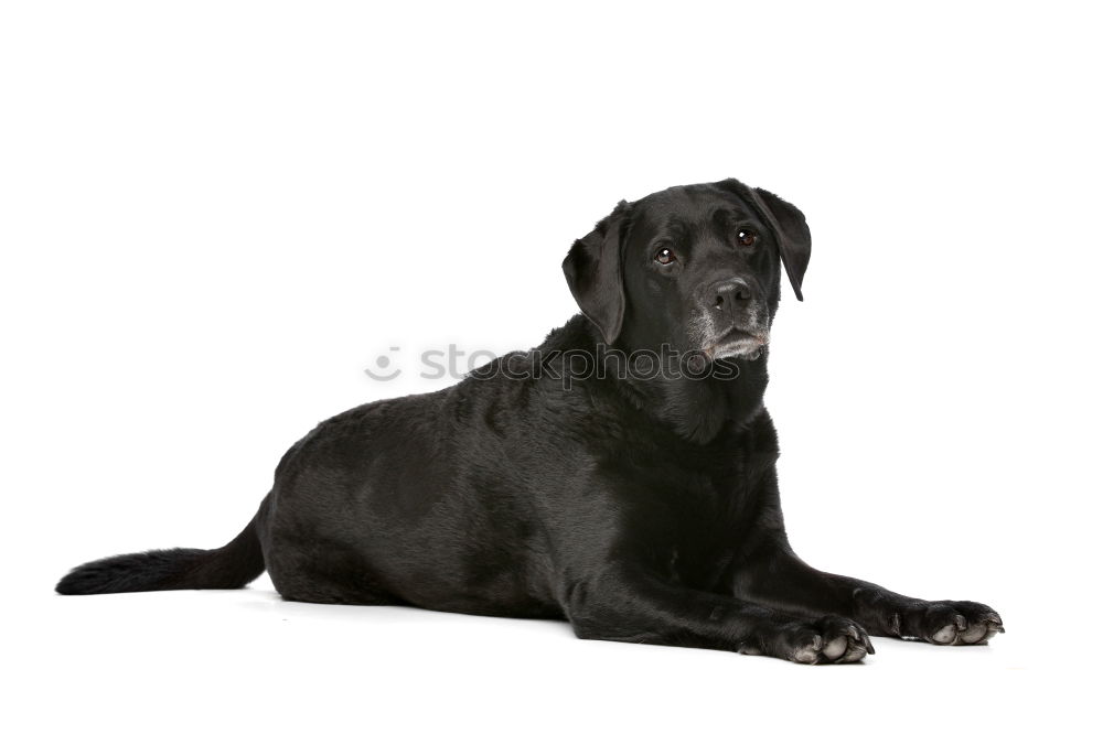 Similar – lia Black Labrador Dog Pet