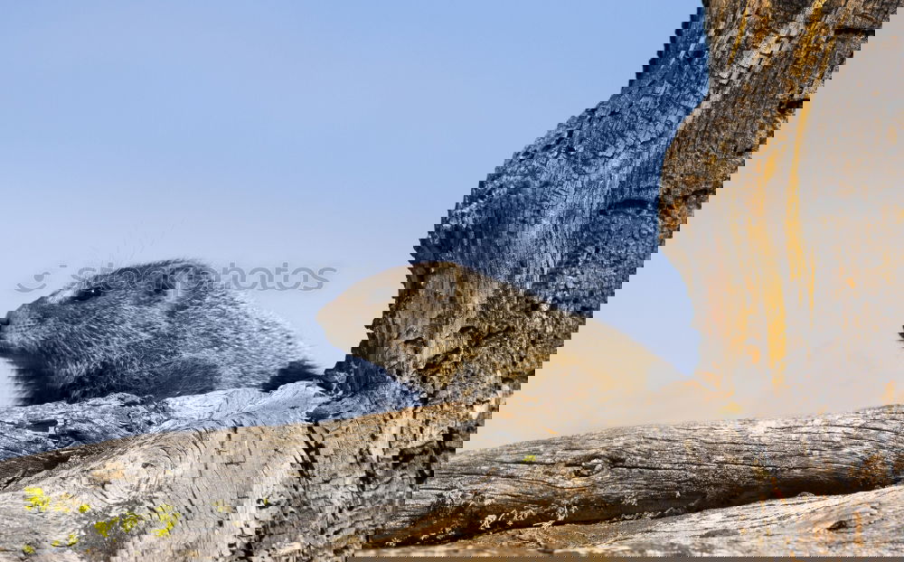Similar – Image, Stock Photo oregon squirrel II Nature