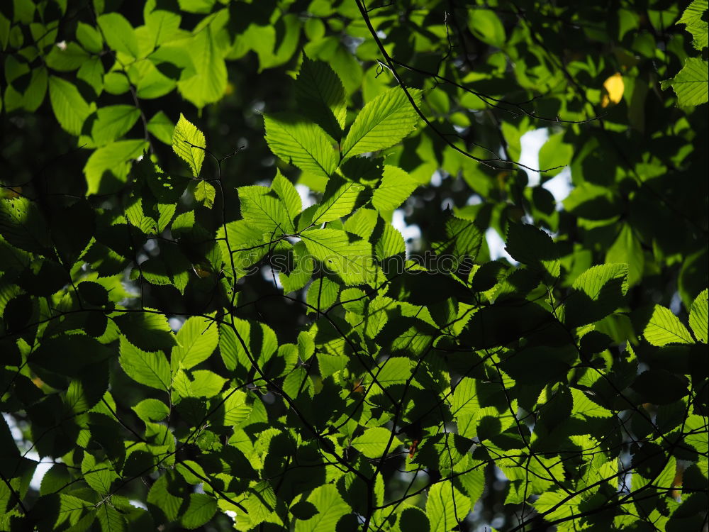 Similar – Im Garten Eden II Baum