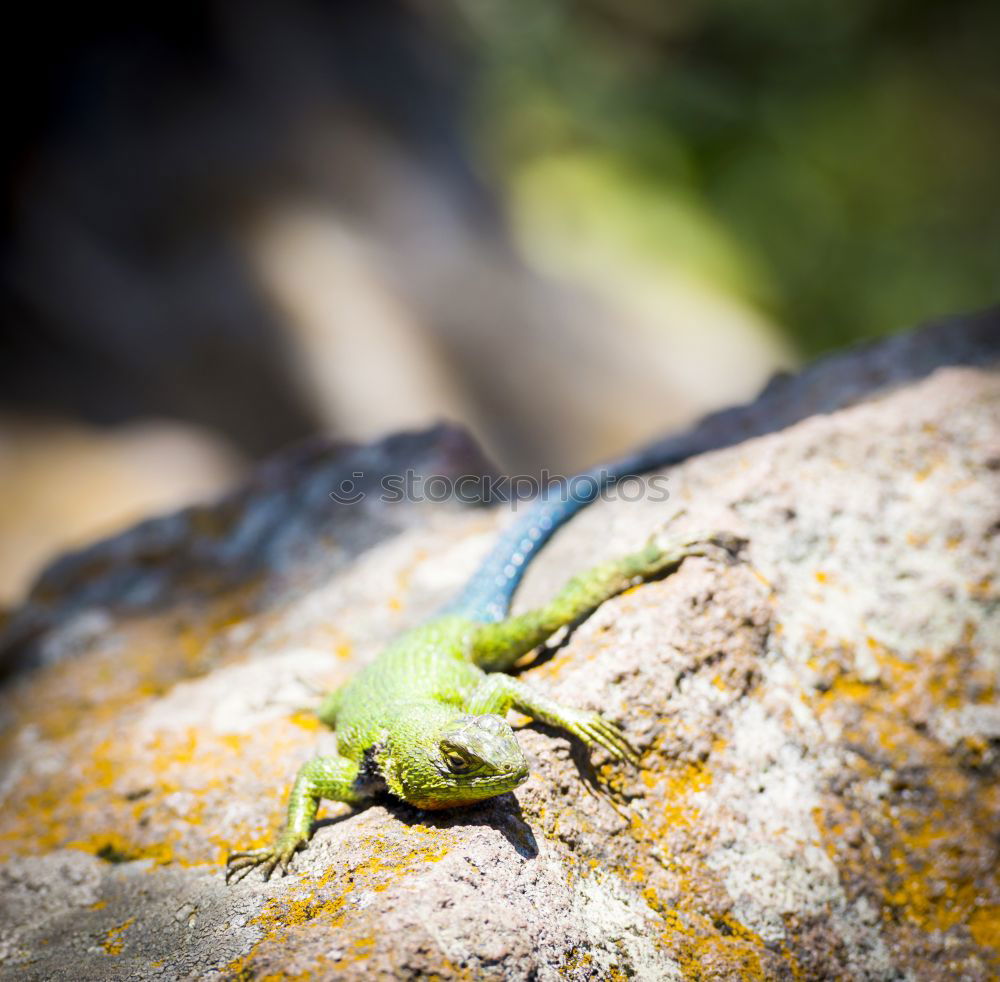 Similar – Foto Bild Fire-bellied Toad sitting on a stone