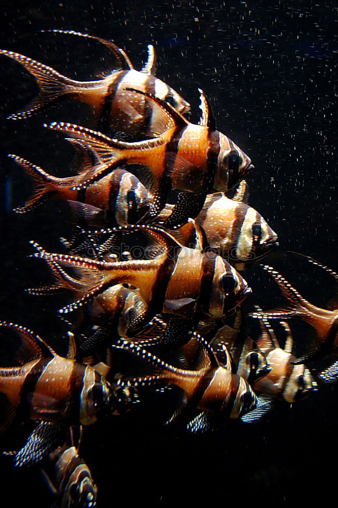 Similar – Foto Bild chaos Aquarium Tier