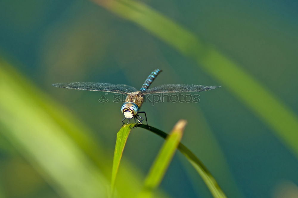 Similar – Image, Stock Photo Dragonfly SEX Animal