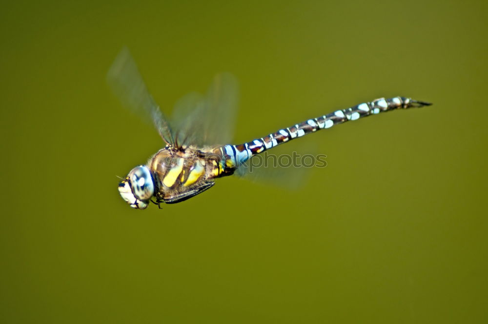 Similar – Image, Stock Photo king dragonfly