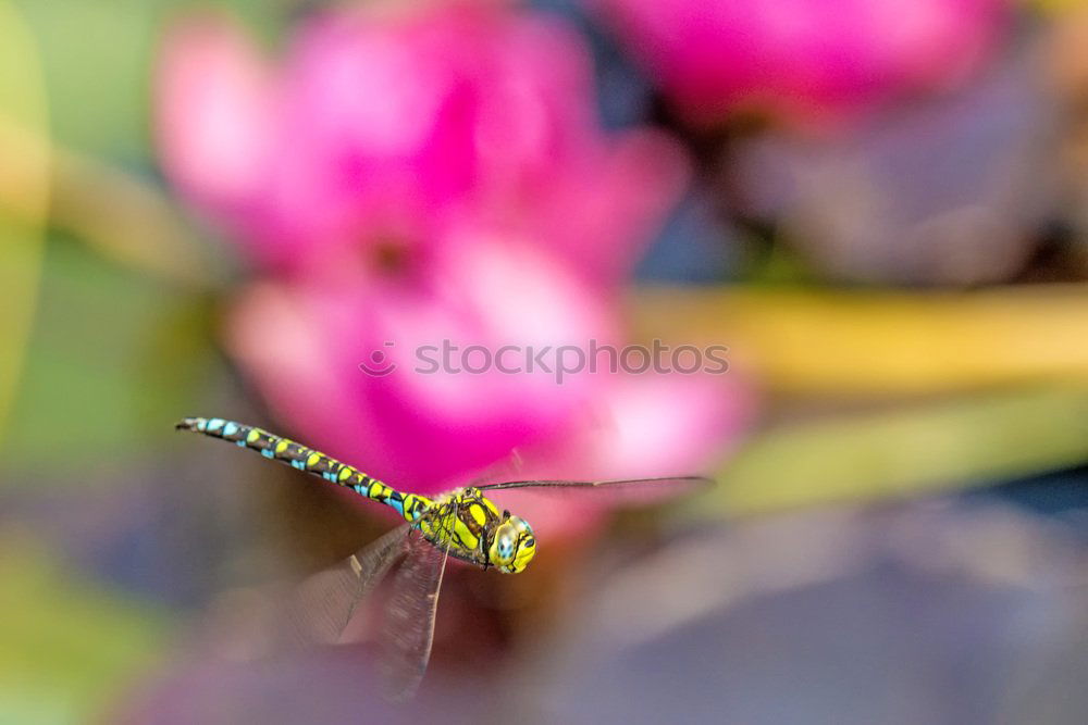 Similar – Image, Stock Photo Pigeon tail; macroglossum; stellatarum;