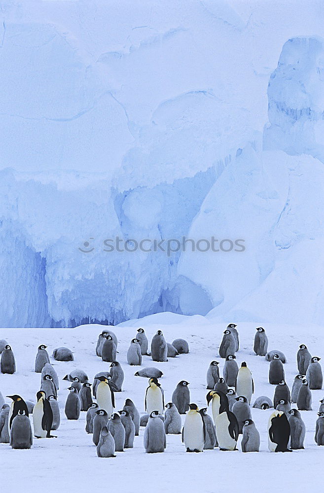 Similar – Flock of penguins walking on snow