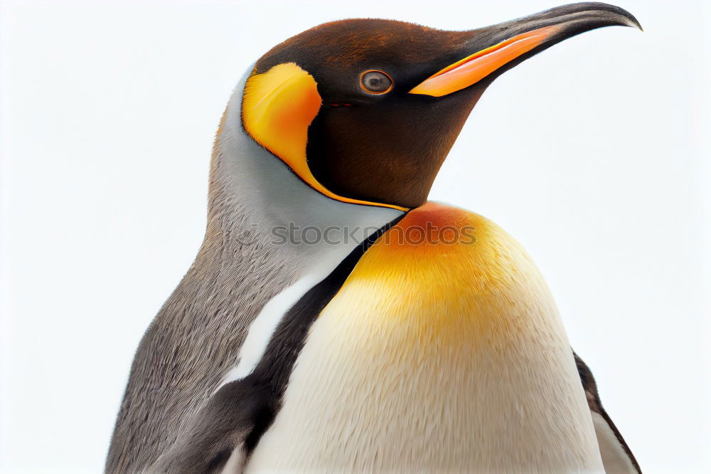 Similar – penguin Web-footed birds