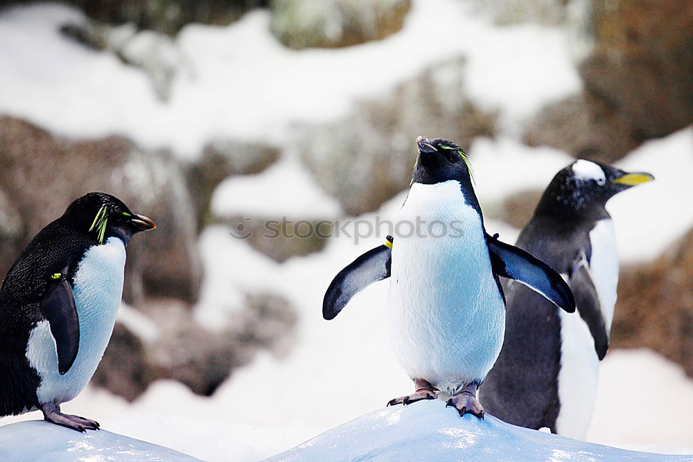 Similar – Image, Stock Photo Dance of the Penguins