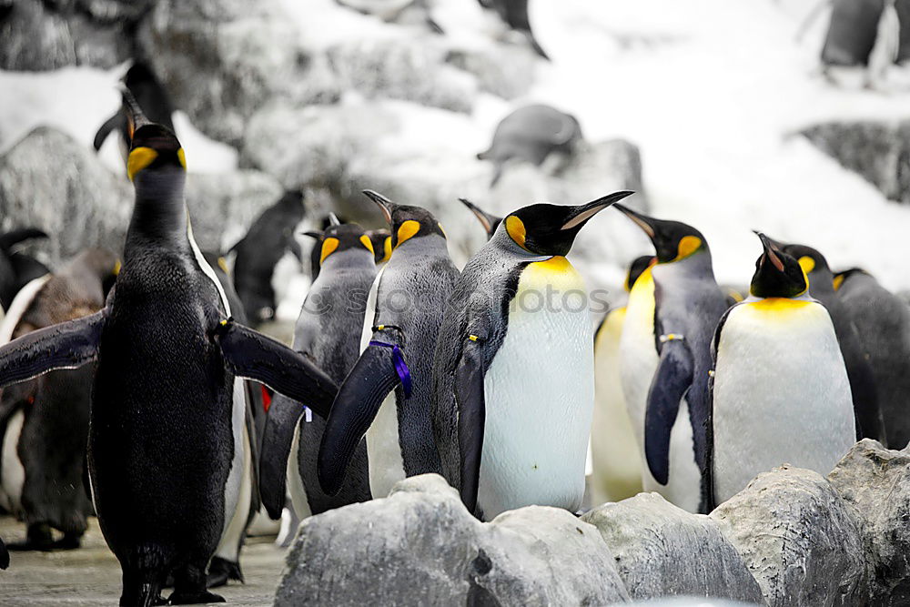 Image, Stock Photo Dance of the Penguins