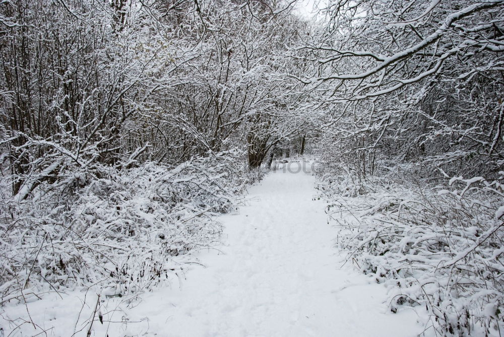 Similar – Image, Stock Photo Man jogging through meadow pathway during heavy snowing