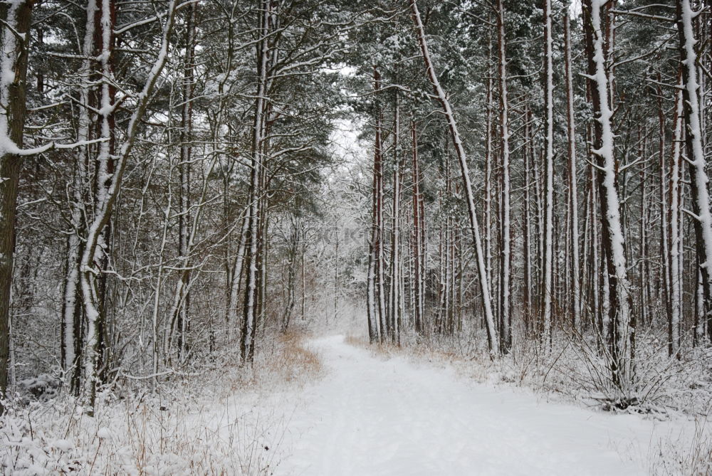 Similar – Image, Stock Photo Road in forest in snow