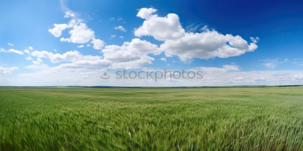 Similar – Image, Stock Photo wheat wind Wheat Field