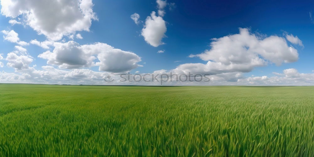 Similar – Image, Stock Photo wheat wind Wheat Field