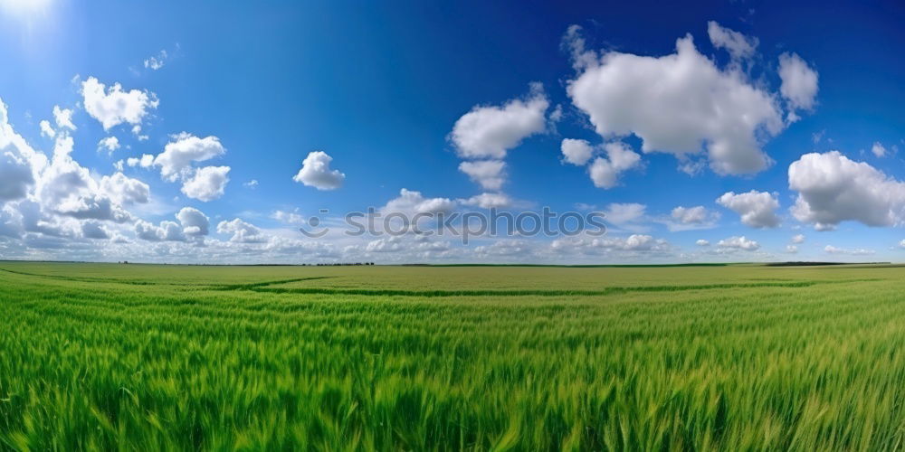 Similar – La Colza V Canola Plant