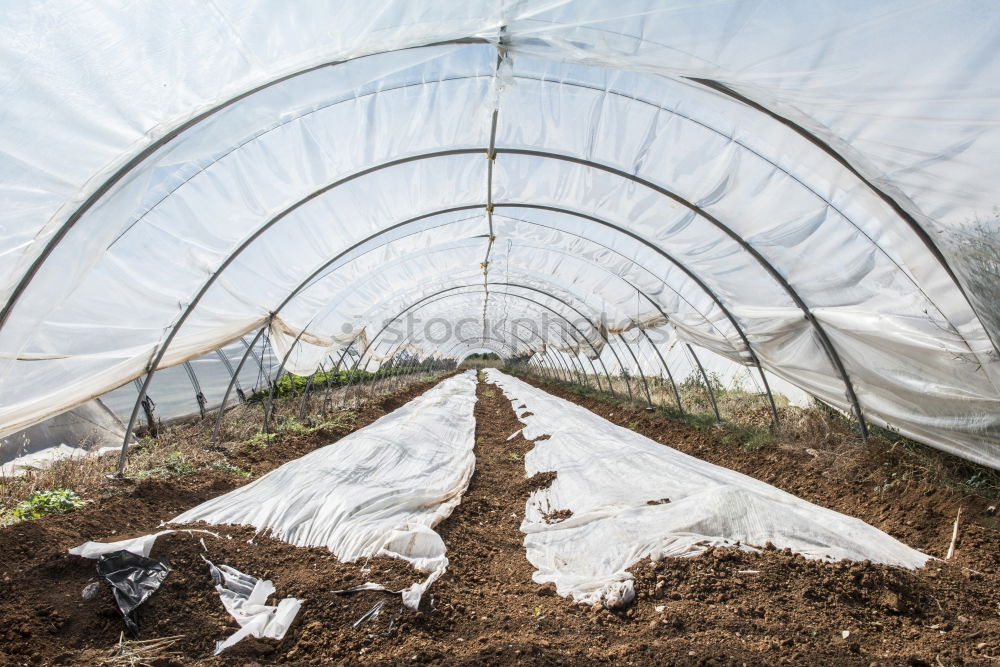 Similar – Loading harvest sacks on the tractor